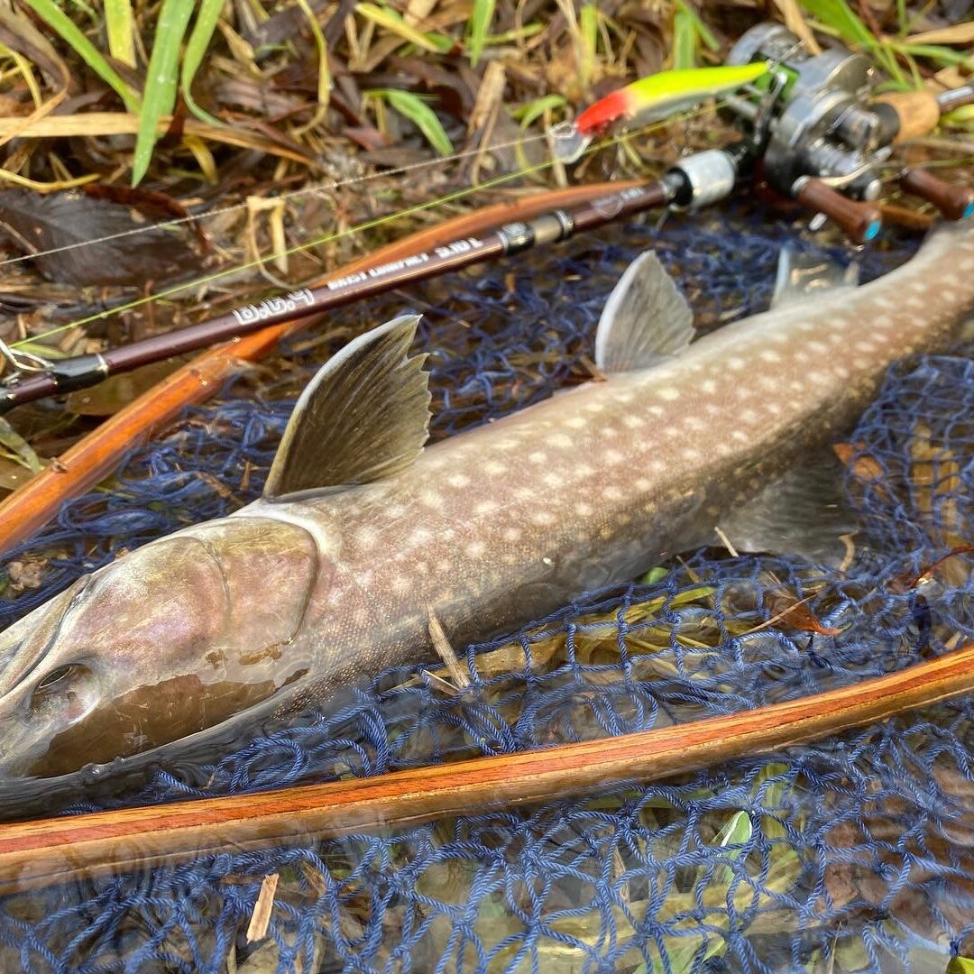 万能すぎるB.C.4 5.10L〜昼休み編〜 - Fishman（フィッシュマン）