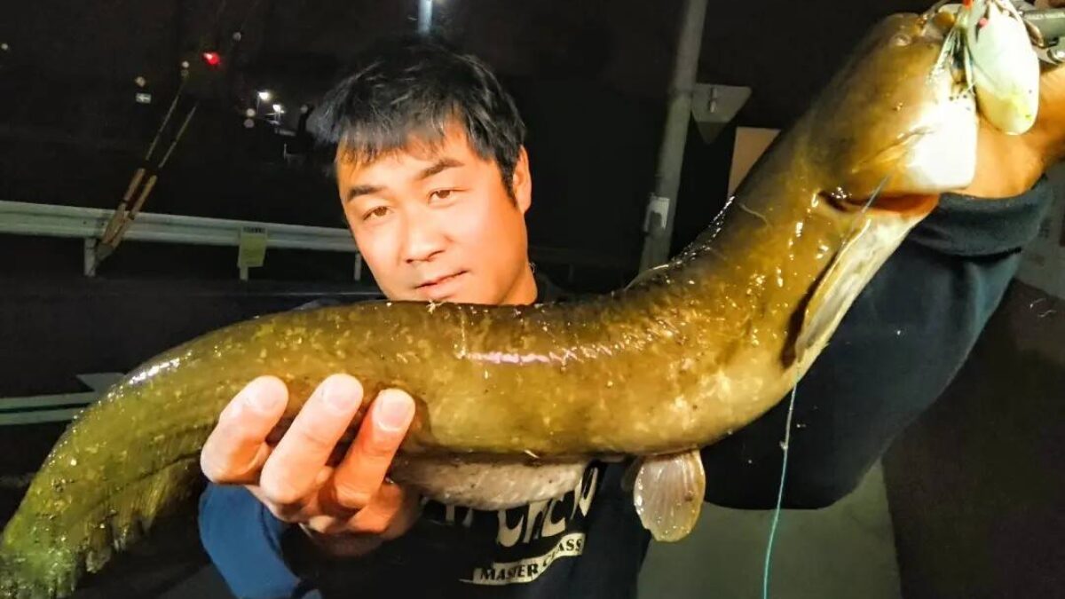 田村釣具　鯰　マナマズ timeline_20240120_150632-