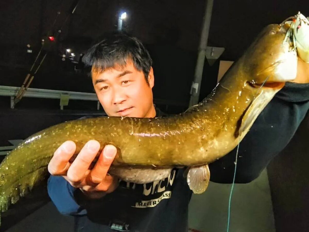 田村釣具　鯰　マナマズ 田村釣具鯰マナマズ