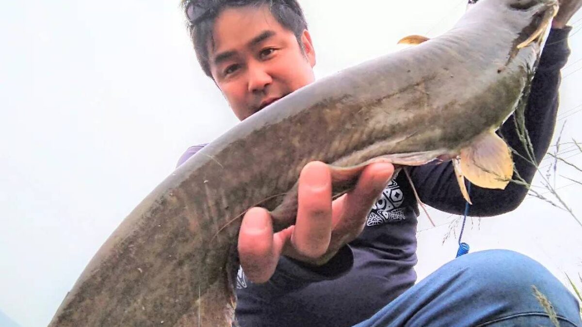 汎用性の高さが魅力の相棒【ロクテン鯰遠征】 - Fishman