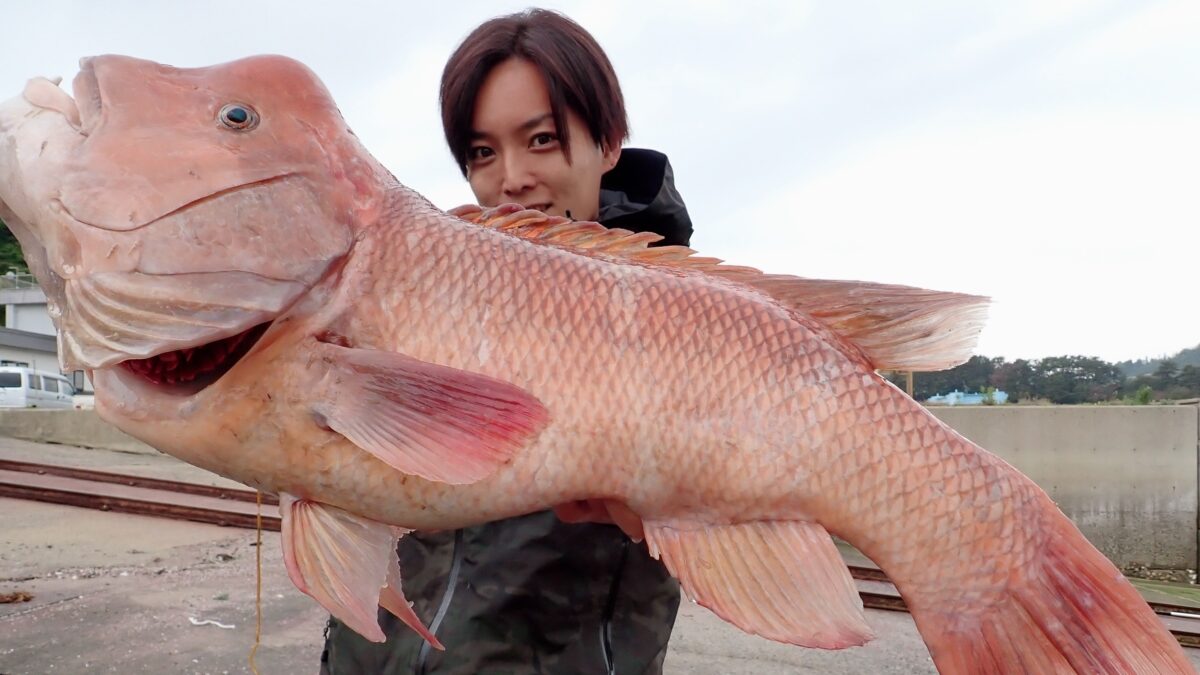 激レア】Fishman BlackComodo7.5H 激レア】Fishman BlackComodo7.5H